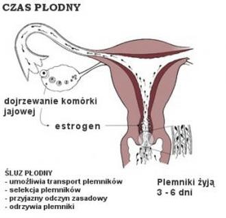 Objawy dni płodnych