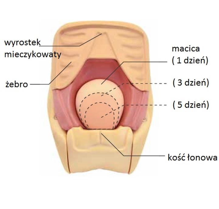Obkurczanie macicy po porodzie