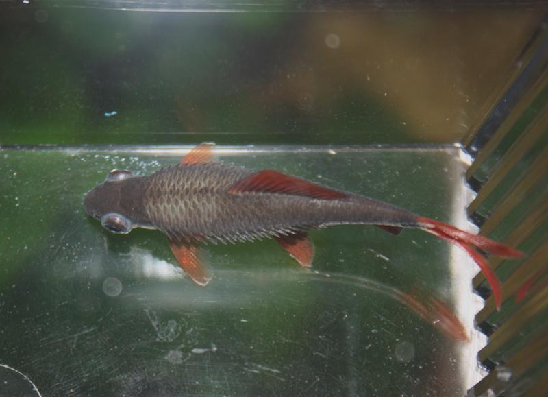 Posocznica po porodzie