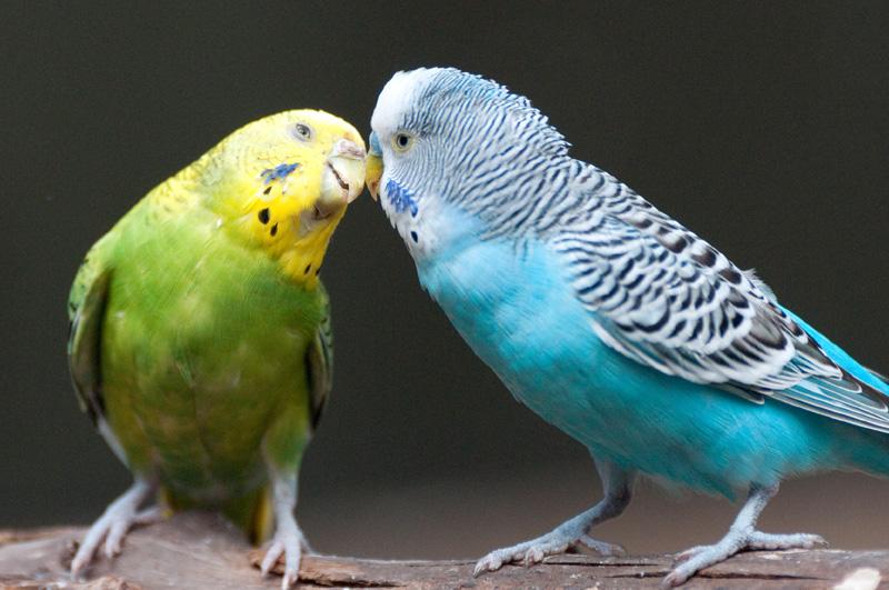 Rytuały godowe ptaków