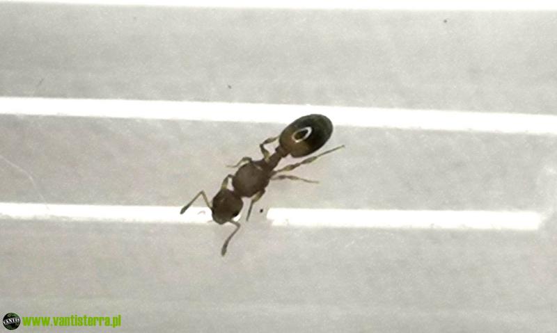 Strategia przetrwania owadów