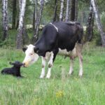 Jak długo trwa ciąża u krowy? Odpowiedzi na najczęściej zadawane pytania