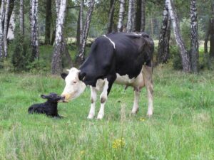 Jak długo trwa ciąża u krowy? Odpowiedzi na najczęściej zadawane pytania