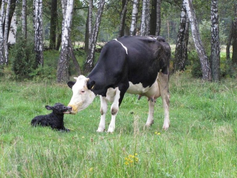 Jak długo trwa ciąża u krowy? Odpowiedzi na najczęściej zadawane pytania
