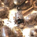 Jak owady przygotowują się do zimy – film dla dzieci, który odkrywa ich sekrety