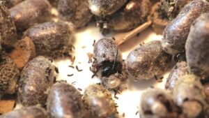 Jak owady przygotowują się do zimy - film dla dzieci, który odkrywa ich sekrety