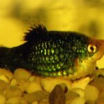 Jak rozpoznać i zapobiegać posocznicy po porodzie?