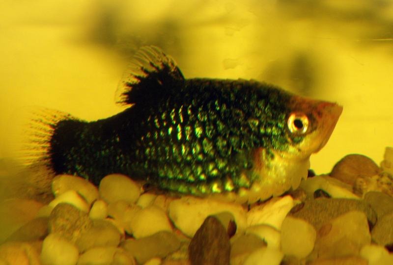 Jak rozpoznać i zapobiegać posocznicy po porodzie?