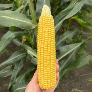 Jak włączyć kukurydzę do diety podczas karmienia piersią?