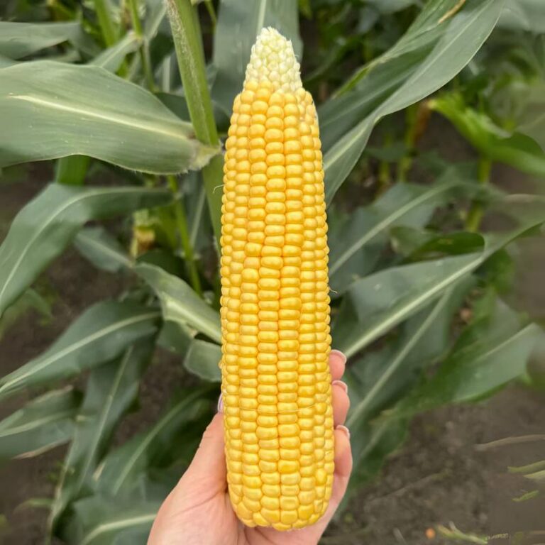 Jak włączyć kukurydzę do diety podczas karmienia piersią?