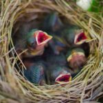 Zadziwiający świat ptaków: Jak odbywa się proces rozmnażania u skrzydlatych przyjaciół