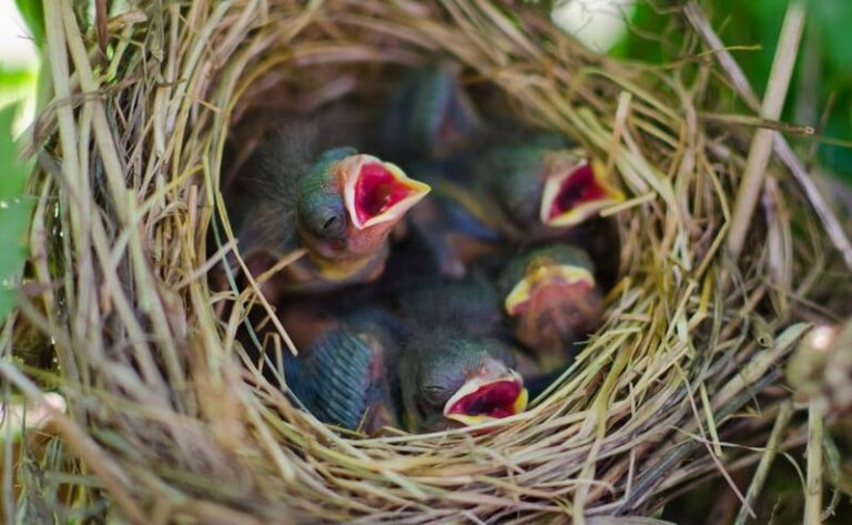 Zadziwiający świat ptaków: Jak odbywa się proces rozmnażania u skrzydlatych przyjaciół