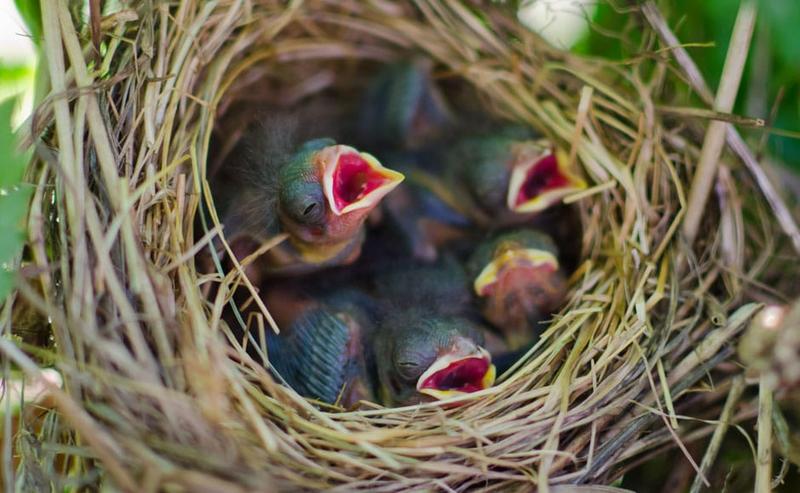 Zadziwiający świat ptaków: Jak odbywa się proces rozmnażania u skrzydlatych przyjaciół